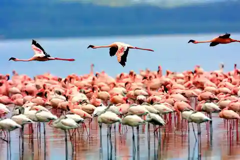 Tour de 1 dia pelo Parque Nacional de Arusha