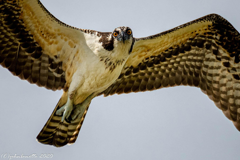 Orlando Bird Nerd Tour: Birding Kayak Tour Orlando Bird Nerd Tour: Long Birding Kayak Tour
