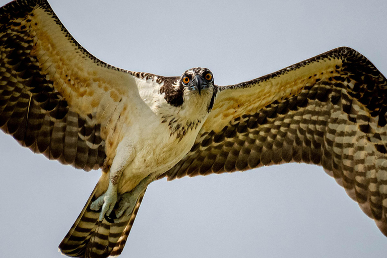 Orlando Bird Nerd Tour: Birding Kayak Tour Orlando Bird Nerd Tour: Long Birding Kayak Tour