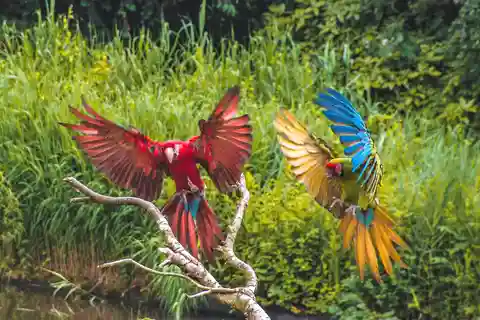 Alphen aan den Rijn : Billet d'entrée au parc ornithologique Avifauna