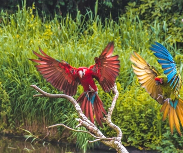 Alphen aan den Rijn: Avifauna Bird Park Entry Ticket