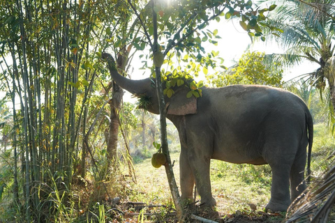 Laem Chabang Port: Sanctuary of Truth & Elephant Sanctuary