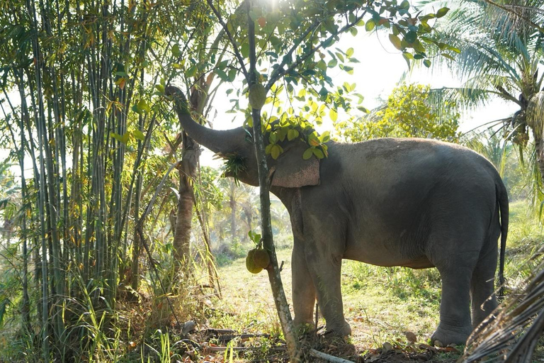Laem Chabang Port: Sanctuary of Truth & Elephant Sanctuary