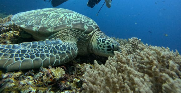 Discover Scuba Diving in the North of Mauritius