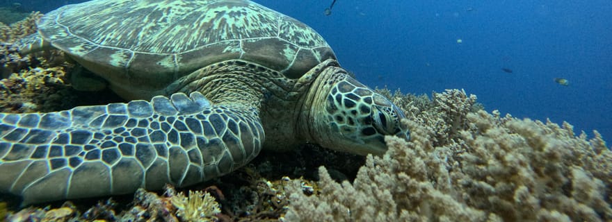 Découvrez la plongée sous-marine dans le nord de l'île Maurice