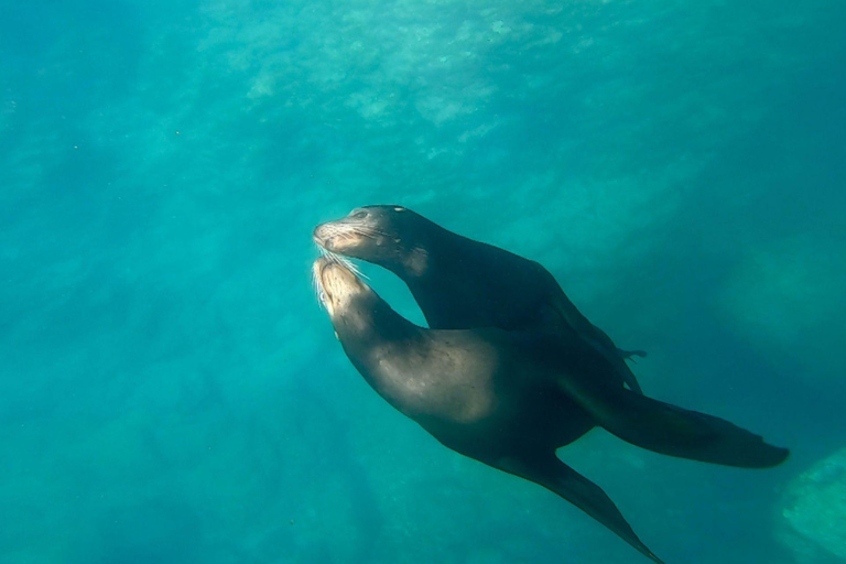 La Paz: Sea Lions & Mega-Paddleboard Tour in Espiritu Santo