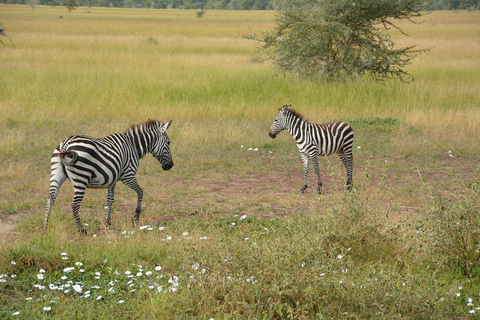 Ngorongoro Day Trip Safari (Big Five) From Arusha Tanzania: Ngorongoro Big Five Day Trip From Arusha