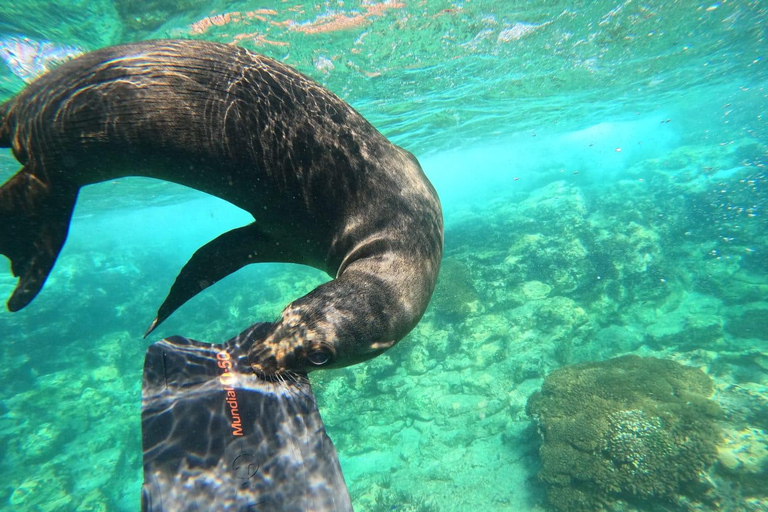 La Paz: Espíritu Santo Island & Whale Shark Day Trip