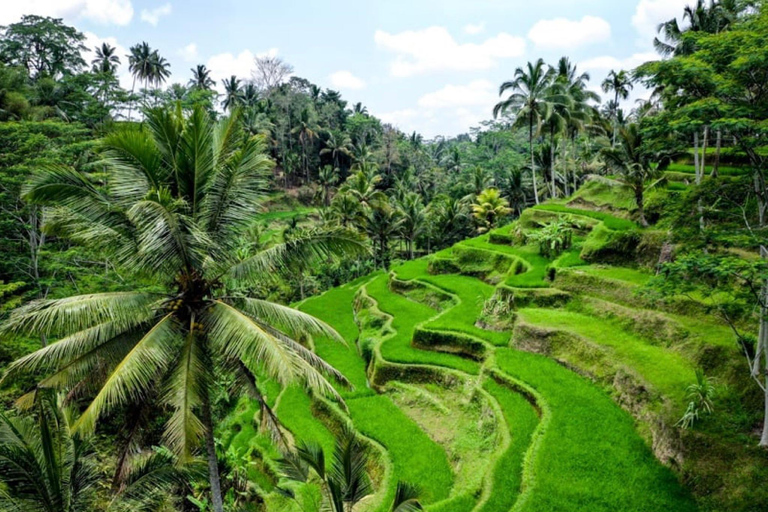 Ubud: foresta delle scimmie, tempio, terrazze di riso, cascata nascostaTour privati