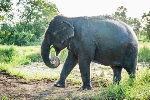 Bangkok: Love Elephant Sanctuary Visit & Nature Walk