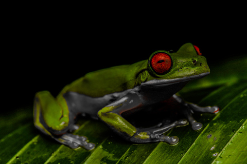 Visite nocturne de la forêt tropicale