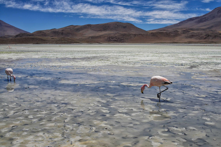 Z Uyuni: 3-dniowa wizyta w Laguna Colorada i Salar de Uyuni