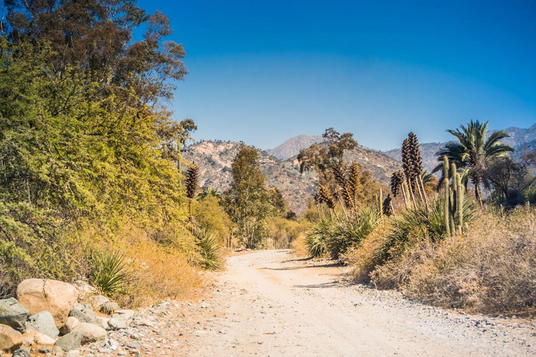 Santiago: La Campana National Park &amp; Olmué Private Tour