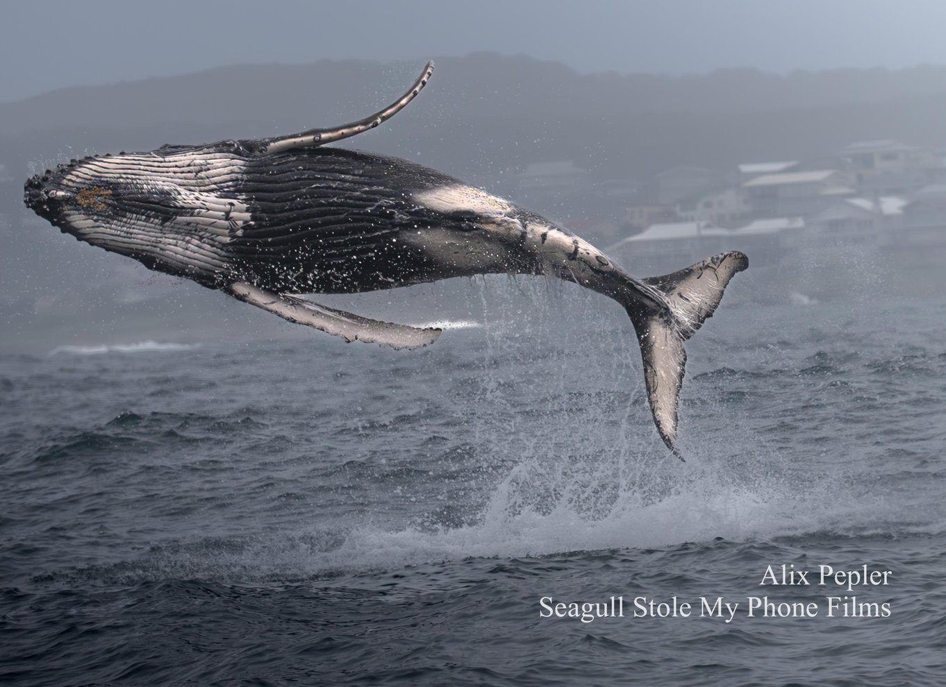 Knysna: Close Encounter Whale Watching Tour med bådtur