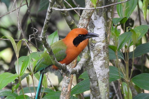 Observación de aves TODO incluido - Desde Medellín