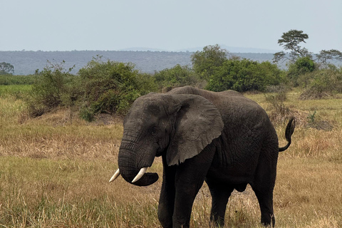 2 Days Akagera Wildlife Safari with Night Game Drive Option 2: Northern Akagera – Karenge Bush Camp