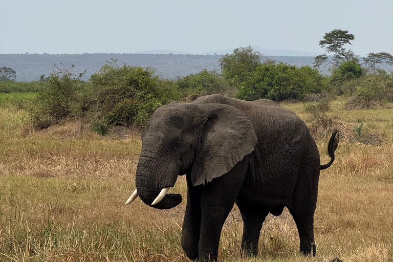 2 Days Akagera Wildlife Safari with Night Game Drive Option 2: Northern Akagera – Karenge Bush Camp