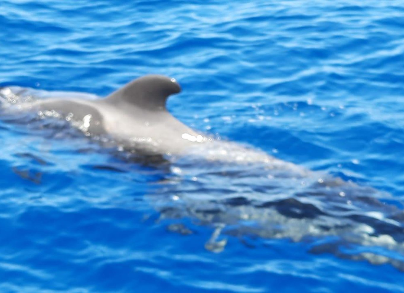 Puerto Colon: Speedbådscruise med delfin- og hvalsafari