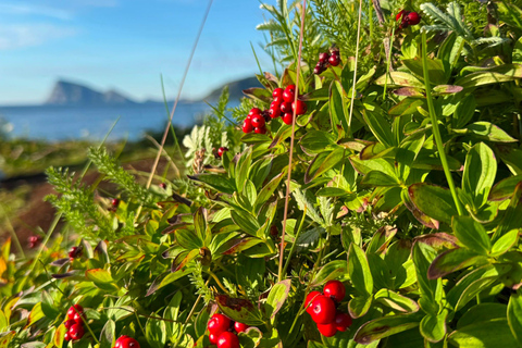 Tromso: SENJAtional: Sommaroy and Senja (7 people max) Tromso: One Day Trip to Senja