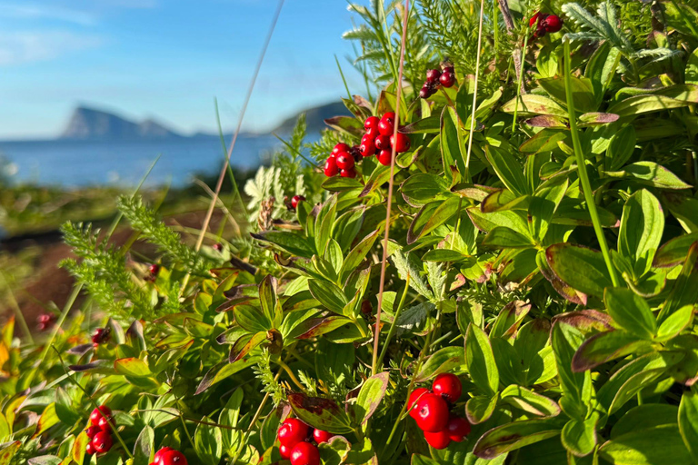 Tromso: SENJAtional: Sommaroy and Senja (7 people max) Tromso: One Day Trip to Senja