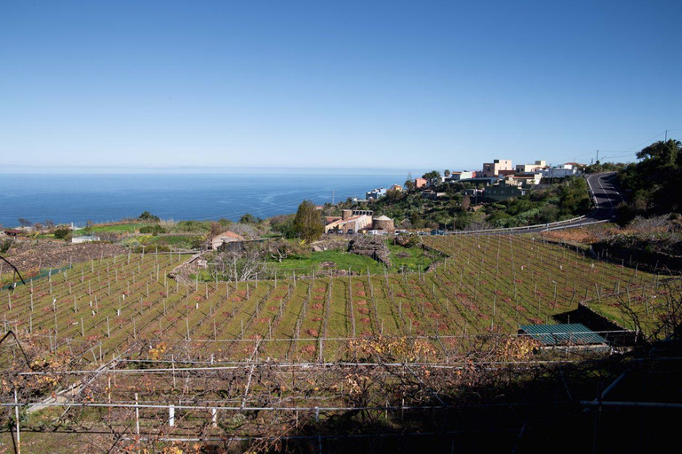 Tenerife: Guided tour with tasting of 6 wines