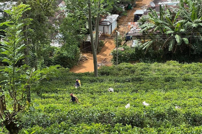 Kandy: Sir James Taylor’s Loolkandura Tea Heritage Hike