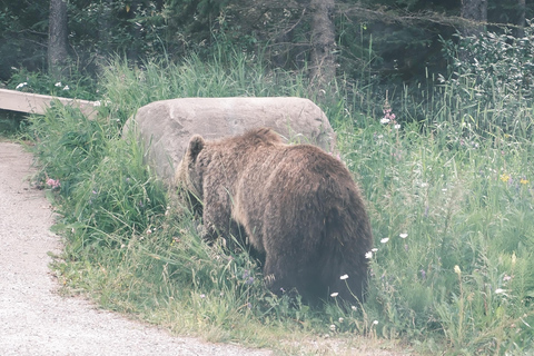 Banff: Grizzly Bear & Nature Walk & Hidden Gem Sunset Tour