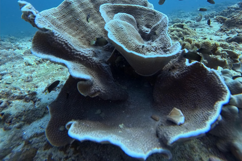Scuba Diving in Muscat