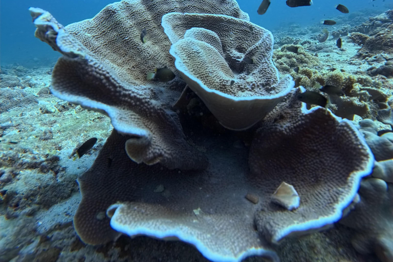 Scuba Diving in Muscat