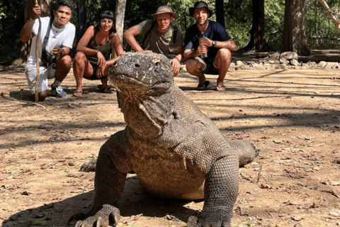 Isla de Komodo: 3D2N Tour Privado en Lancha Rápida, Tierra y Hotel