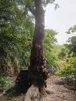 Makasutu Cultural Forest - Housity