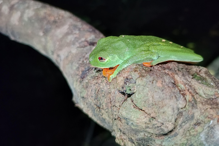 Tour nocturno por el Camino de las Tarántulas de Cahuita