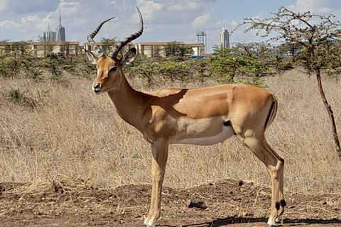 Nairobi: Parco nazionale, orfanotrofio degli elefanti e tour delle giraffe