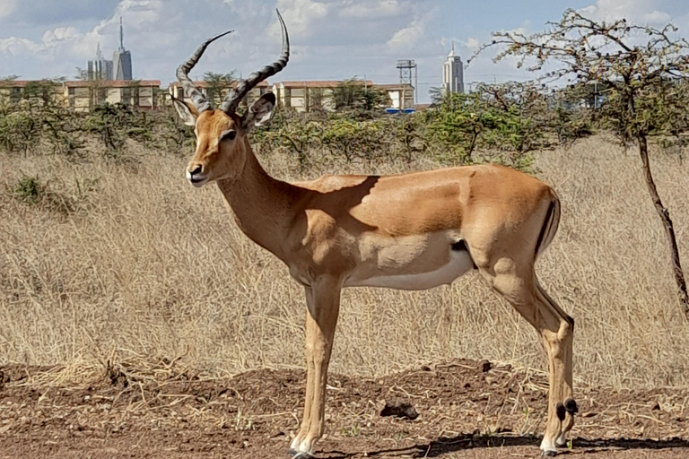 Nairobi: Parco nazionale, orfanotrofio degli elefanti e tour delle giraffe