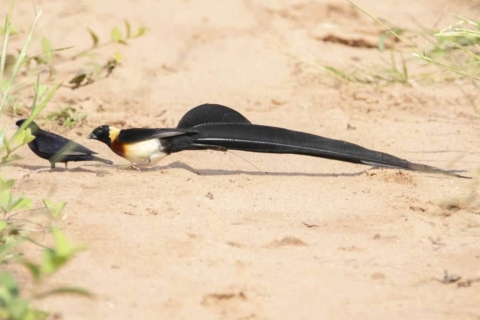 Wodospady Wiktorii: Safari z obserwacją ptakówWycieczka dla małych grup