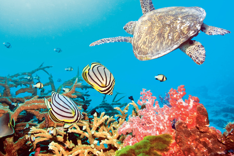 Hurghada: All-Inclusive Elite VIP Dolphin House & Massage Including Transfer from Hurghada