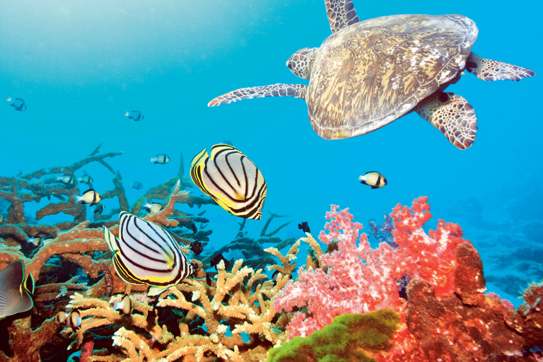 Hurghada: All-Inclusive Elite VIP Dolphin House & Massage Including Transfer from Hurghada