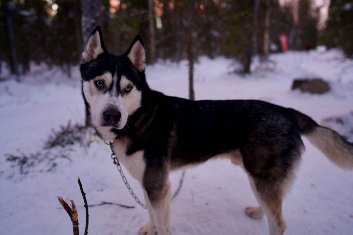 Levi: Winter Wilderness Husky & Reindeer Safari Combo Tour