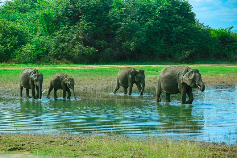 Udawalawe Wildlife Safari Private Tour with All Entry Fees Ahangama: Udawalawe National Park & Cooking Adventure Tour