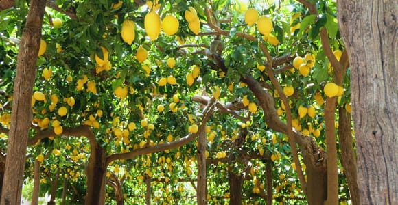 Amalfi Coast: Path of the Lemons Hike & Lemon Grove Visit
