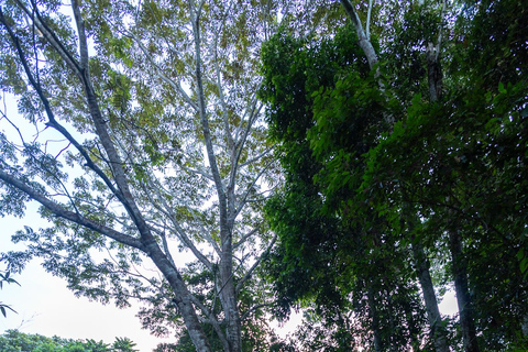 Tambopata trailrunning 5-10 kmTambopata trail running 5-10 km