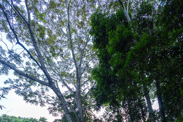 Tambopata trailrunning 5-10 kmTambopata trail running 5-10 km