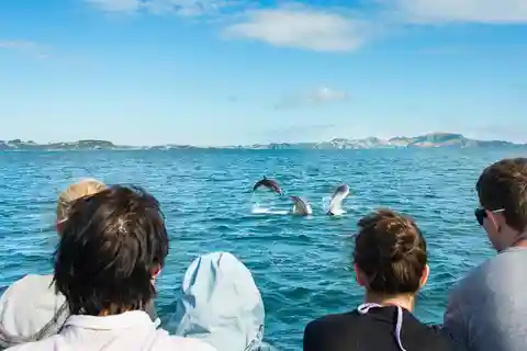 Paihia: Bay of Islands Dolphin Eco Cruise & Island Stopover