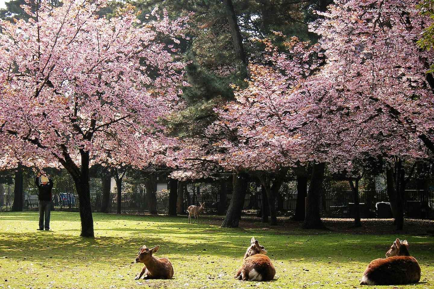 Kyoto: Nara, Todaiji, Kasuga Taisha Shrine Private Full Day - Private Tour with Kyoto Meeting Point