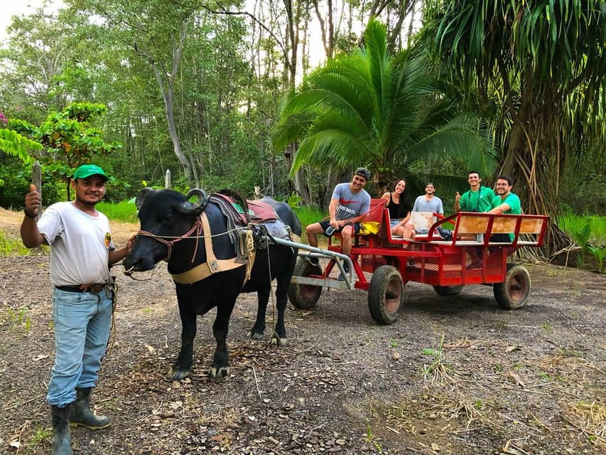 Palm Tour & Buffalo Ride in Manuel Antonio | GetYourGuide