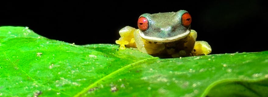 Monteverde : visite de nuit avec lunettes de vision nocturne