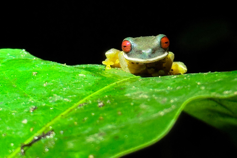 Monteverde: Night Tour with Night Vision Goggles