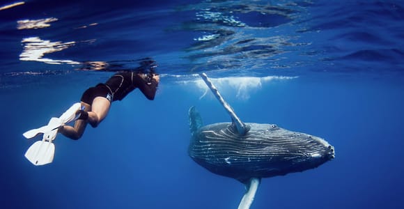 Samana: Private Whale Watching Half Day Trip