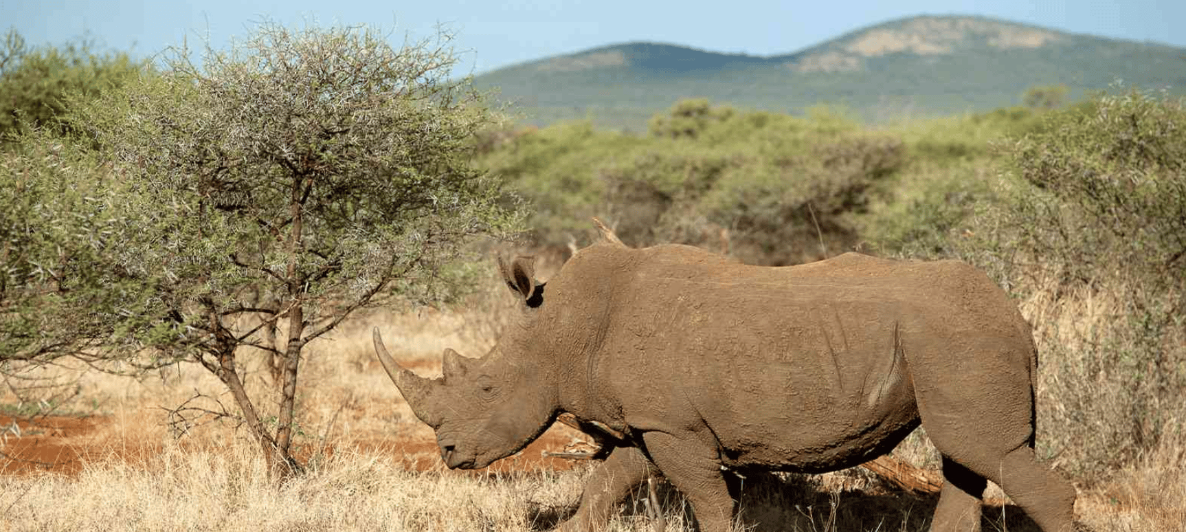 Pietermaritzburg: Safari im Tala Game Reserve mit Transfers