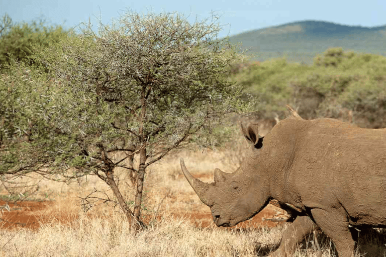 KwaZulu-Natal: Thanda Safari Private Game Reserve Tour